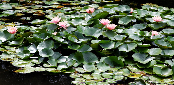 睡莲，粉色，花朵，池塘，公园，粉色花朵，池塘，公园，雕塑场地