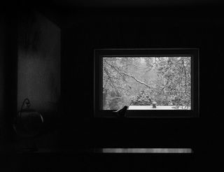 鸟，窗户，冬天，孤独，孤立，黑白，黑色，深色