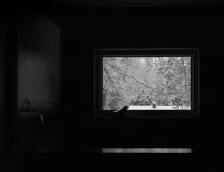 鸟，窗户，冬天，孤独，孤立，黑白，黑色，深色