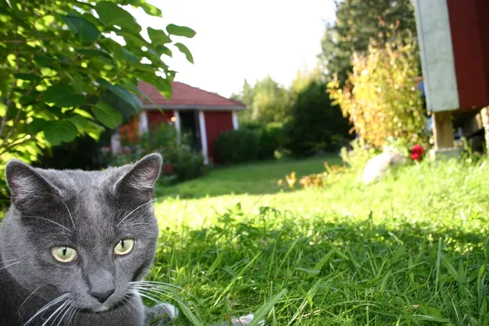 提图斯，猫，小猫，动物，小猫，动物，宠物，毛皮