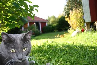提图斯，猫，小猫，动物，小猫，动物，宠物，毛皮