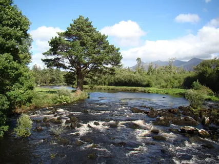 巴赫,河流,鱼类,捕鱼水域,鲑鱼,富氧,健康,水 巴赫,河流,鱼类,捕鱼水域,鲑鱼,富氧,健康,水