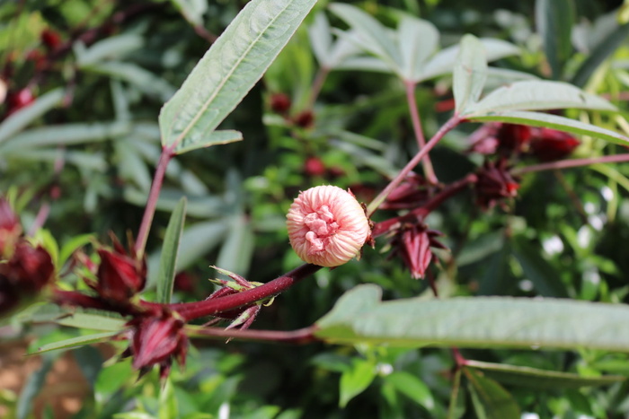 Bup, 花, 醋, 芙蓉, bup 花醋, 芽, 增长, 植物