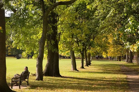 长凳、日光、环境、草地、绿地、景观、树叶、光线