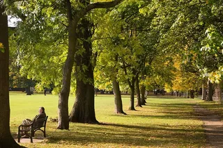 长凳、日光、环境、草地、绿地、景观、树叶、光线