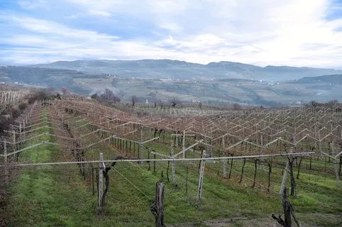 意大利、维罗纳、瓦尔波利切拉、葡萄酒、葡萄园、乡村、丘陵、农业