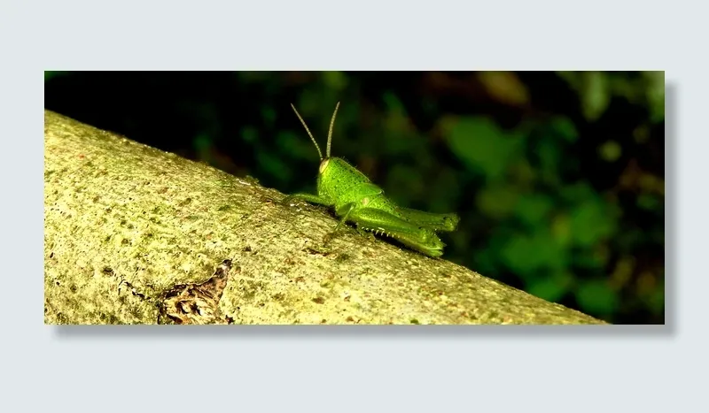 昆虫，板球，跳投，哥伦比亚，动物主题，动物，一个动物，野生动物