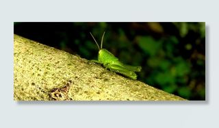 昆虫，板球，跳投，哥伦比亚，动物主题，动物，一个动物，野生动物