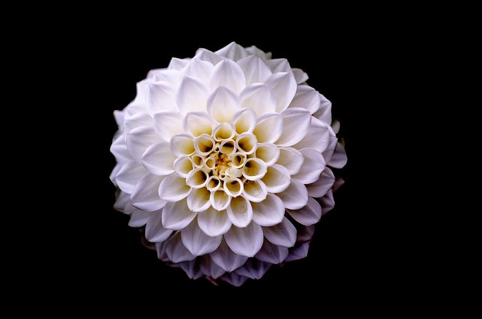 俯视图，丛生花瓣，白色，花朵，大丽花，花朵，背景，植物
