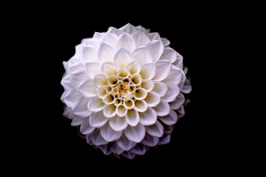 俯视图，丛生花瓣，白色，花朵，大丽花，花朵，背景，植物