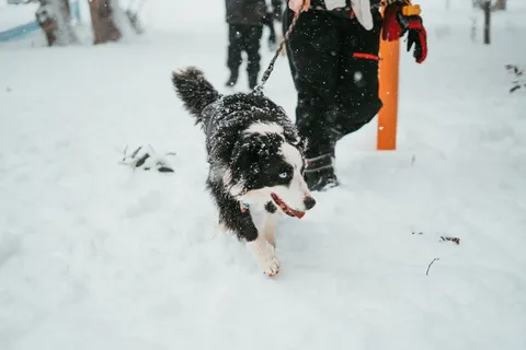 边境牧羊犬靠近人 边境牧羊犬靠近人