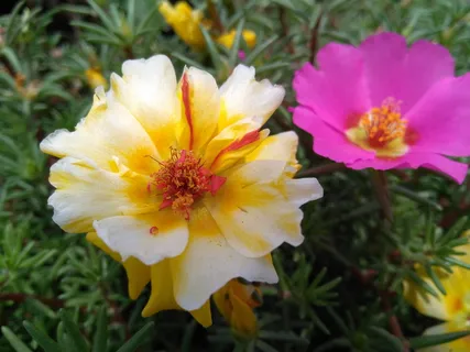 马齿苋、马齿苋花、马齿苋、马齿苋、花卉、五行草花、五草花、长寿花椰菜 马齿苋、马齿苋花、马齿苋、马齿苋、花卉、五行草花、五草花、长寿花椰菜