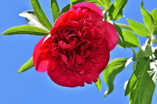 关闭, 照片, 红色, 牡丹花, 蓝色, 天空, 牡丹, 玫瑰