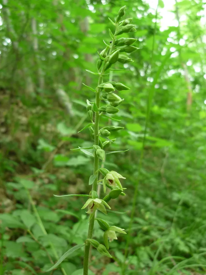 spitzlippige helleborine，德国兰花，小花，难以发现，阴凉森林，自然，植物，食物