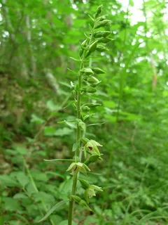 spitzlippige helleborine,德国兰花,小花,难以发现,阴凉森林,自然,植物,食物 spitzlippige helleborine,德国兰花,小花,难以发现,阴凉森林,自然,植物,食物