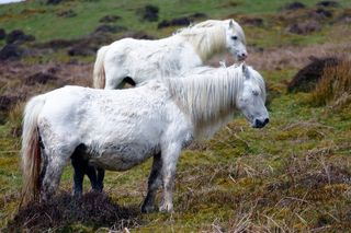 马、动物、田野、马术、白色、草、马、乡村
