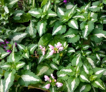 死荨麻,地被植物,多年生,绿色,自然,叶,植物,生长 死荨麻,地被植物,多年生,绿色,自然,叶,植物,生长