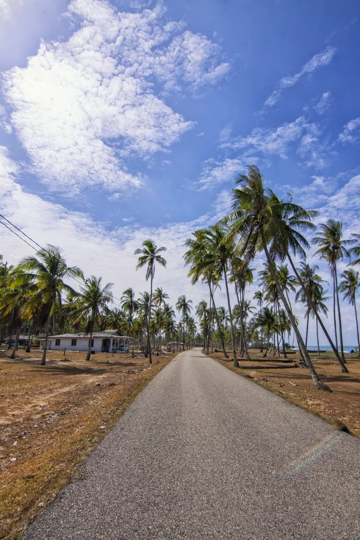 椰树旁道路视图