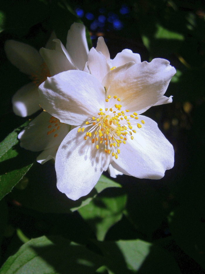 夏茉莉，鲍尔茉莉，假橙，茉莉，欧洲哨子灌木，淡色哨子灌木，philadelphus Coronal，温室绣球花