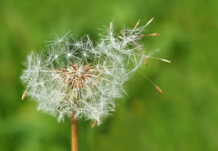 特写，摄影，白色，蒲公英花，植物，自然，生活，花