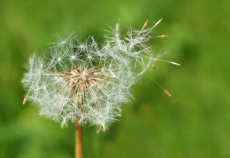 特写,摄影,白色,蒲公英花,植物,自然,生活,花 特写,摄影,白色,蒲公英花,植物,自然,生活,花