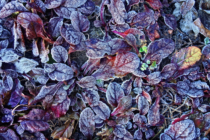 叶子，植物，白霜，白霜，冰冻，冰，水晶，冬天