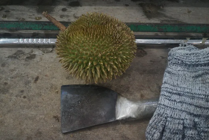 榴莲切碎器，榴莲果，水果之王，热带，美味，多刺水果，马来西亚，没有人