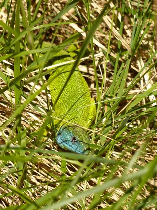 祖母绿蜥蜴，欧洲绿蜥蜴，蓝蜥蜴，蜥蜴，颜色，彩色，彩虹色，绿色