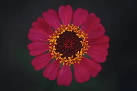 自然，花朵，深色，朝阳，粉色，红色，花头，单瓣