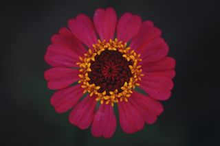 自然，花朵，深色，朝阳，粉色，红色，花头，单瓣