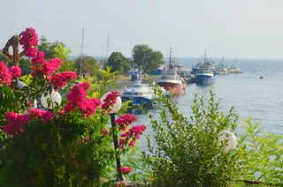保加利亚, 内塞巴尔, 端口, 鲜花, 船舶, 植物, 交通, 花