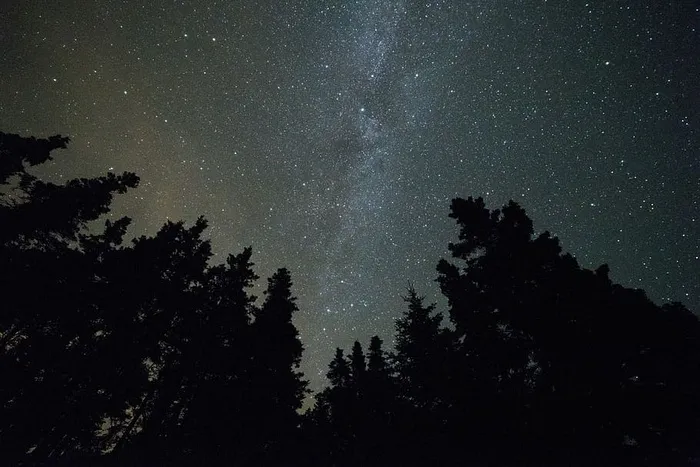 夜晚星空下树木的剪影