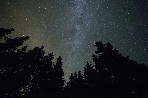 夜晚星空下树木的剪影 夜晚星空下树木的剪影