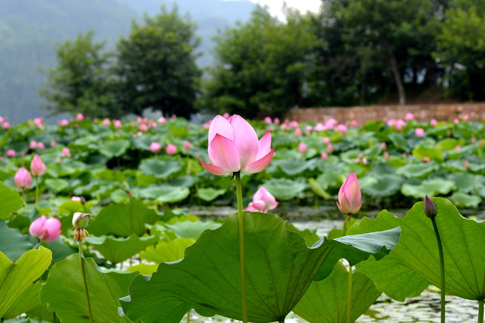 中国，黄山，植物，花卉，开花植物，自然之美，粉色，清新
