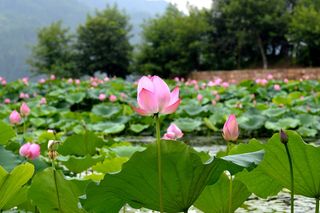 中国，黄山，植物，花卉，开花植物，自然之美，粉色，清新