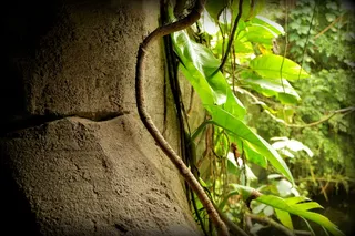 丛林，缠绕，岩石，热带，雨林，壁纸，植物，植物部分