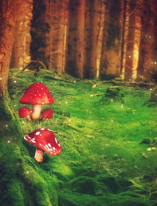 幻想，森林，蘑菇，树，草，草地，马托什卡，萤火虫