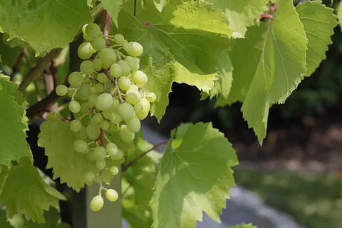葡萄,绿色,植物,绿色葡萄,水果,自然,食物,吃 葡萄,绿色,植物,绿色葡萄,水果,自然,食物,吃