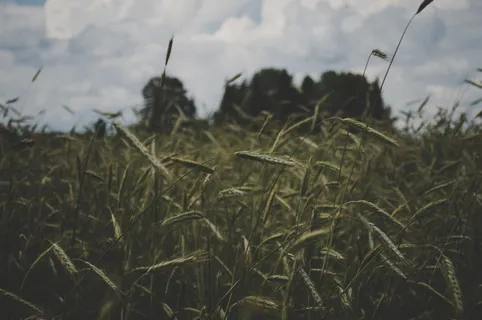 白色天空下绿草的选择性聚焦摄影 白色天空下绿草的选择性聚焦摄影