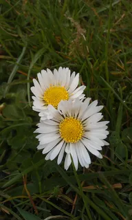 雏菊,自然,花,植物,白色,花瓣,花头,生长 雏菊,自然,花,植物,白色,花瓣,花头,生长