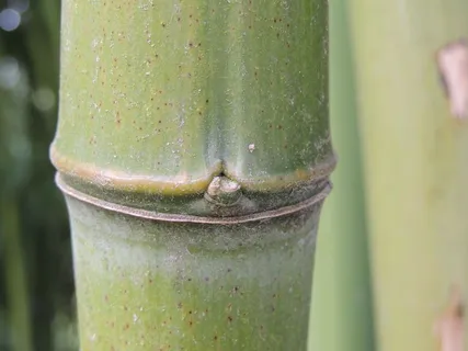 竹子、部落、绿色、森林、分段、绿色、注重前景、无人