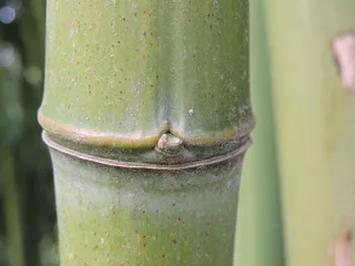 竹子、部落、绿色、森林、分段、绿色、注重前景、无人