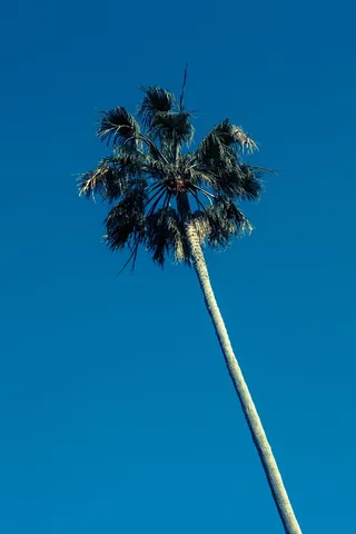 蓝天下椰子树的虫眼视图