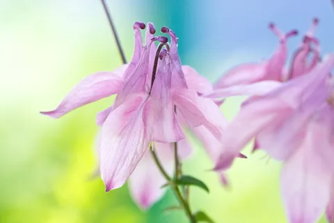 石竹，粉红，粉红石竹，植物，花，粉红花，开花，开花