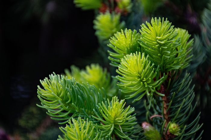 绿色植物特写摄影