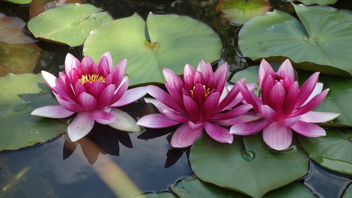 粉色荷花，睡莲，池塘，自然，花朵，水，粉色，水花