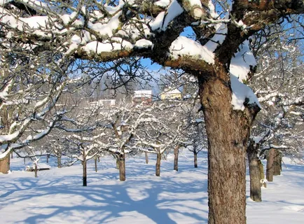 冬天,雪,风景,树木,寒冷的温度,植物,树枝,自然之美 冬天,雪,风景,树木,寒冷的温度,植物,树枝,自然之美