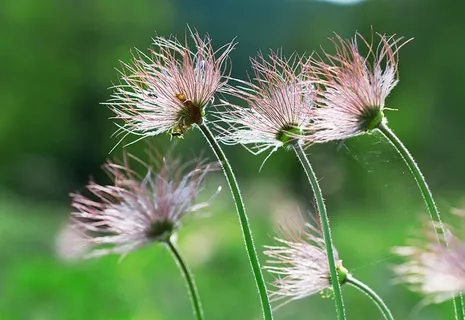 选择性、聚焦摄影、粉色、花朵、植物、群体、绒毛、真实群体 选择性、聚焦摄影、粉色、花朵、植物、群体、绒毛、真实群体