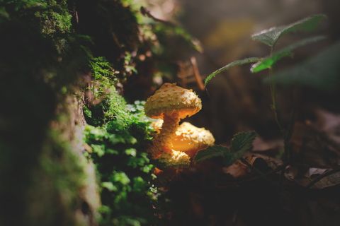 苔藓旁黄蘑菇