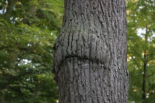 嘴，树，森林，自然，风景，绿色，秋天，万圣节